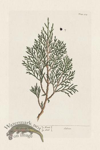 BEE 214 The Savine Tree